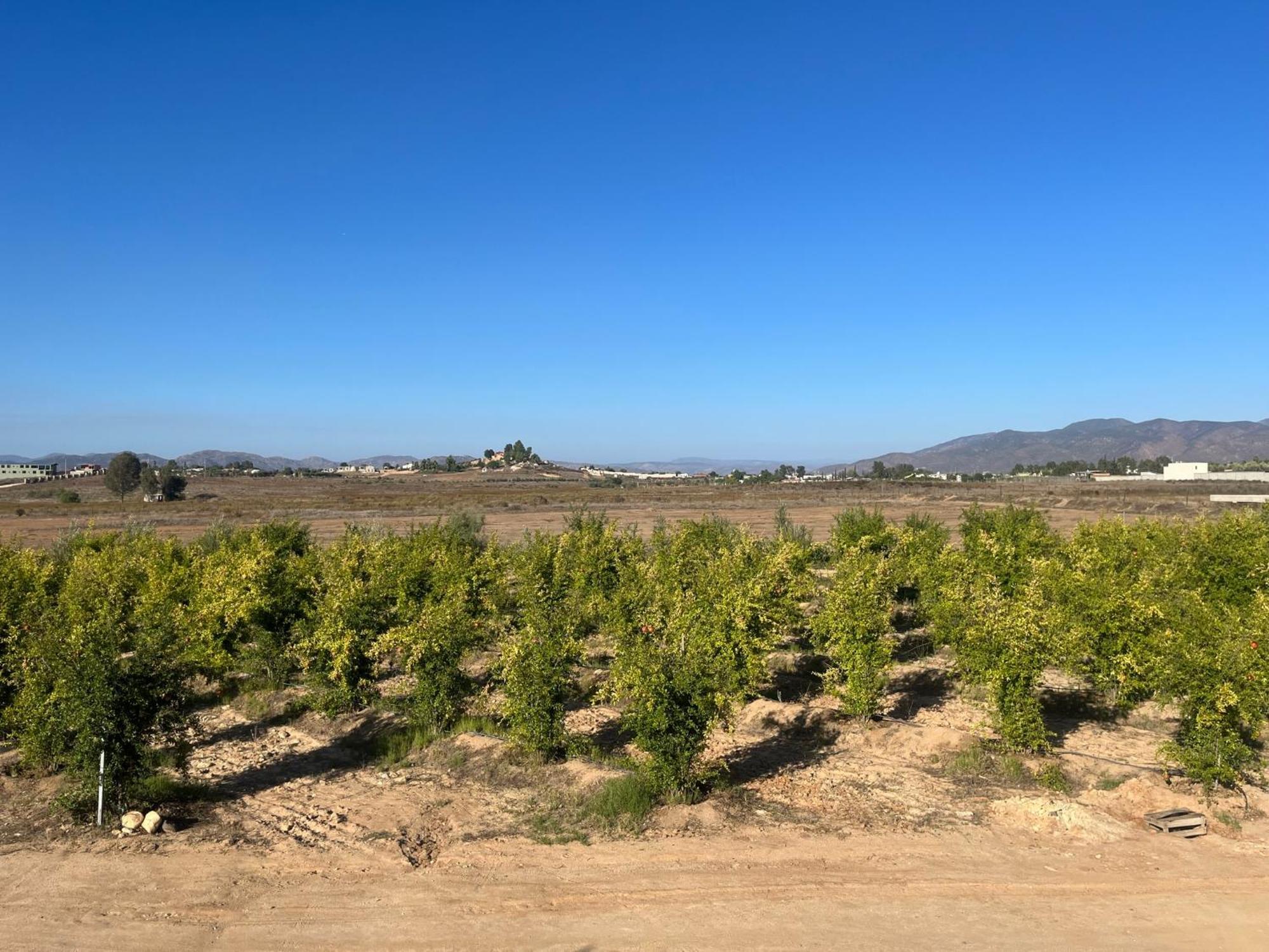 Villas Persas By Jardin De Persia Valle de Guadalupe Kültér fotó